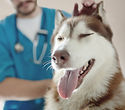 At the Vet