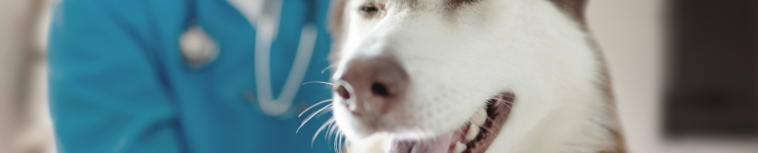 HOME Windsor Animal Hospital, Florence SC