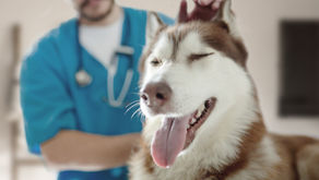 The Top 7 Questions To Ask Before Getting Your Dog Or Cat's Dental