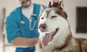 Husky'yi Veteriner Muayenesi