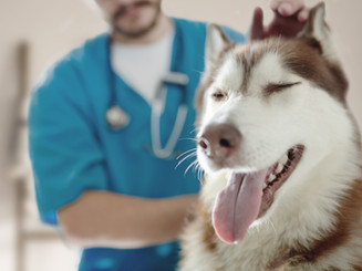 At the Vet