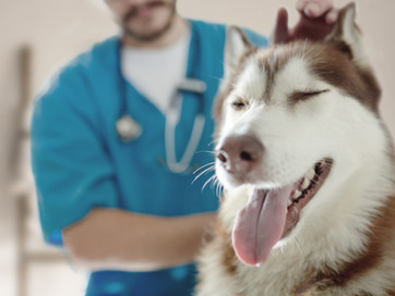 At the Vet