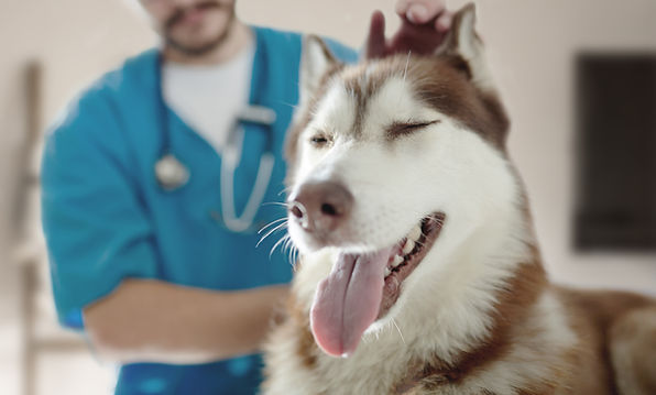 At the Vet