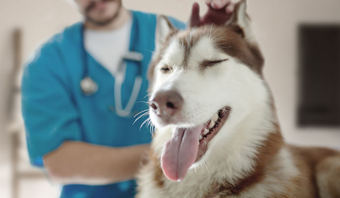 At the Vet