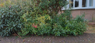 Garden shrubs and bushes