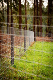 Horse setting