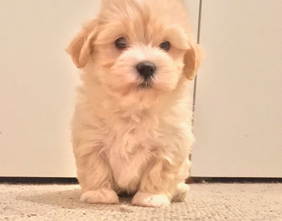 cream pup 9th Sept.jpg