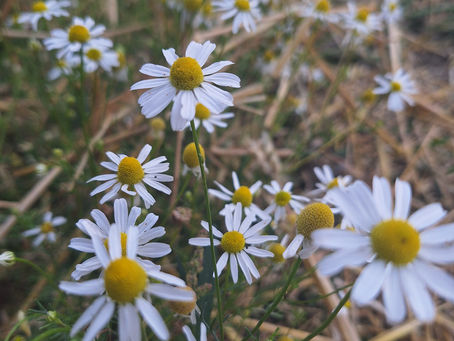 Chamomile: a Mother's herbal ally!