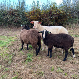Les moutons