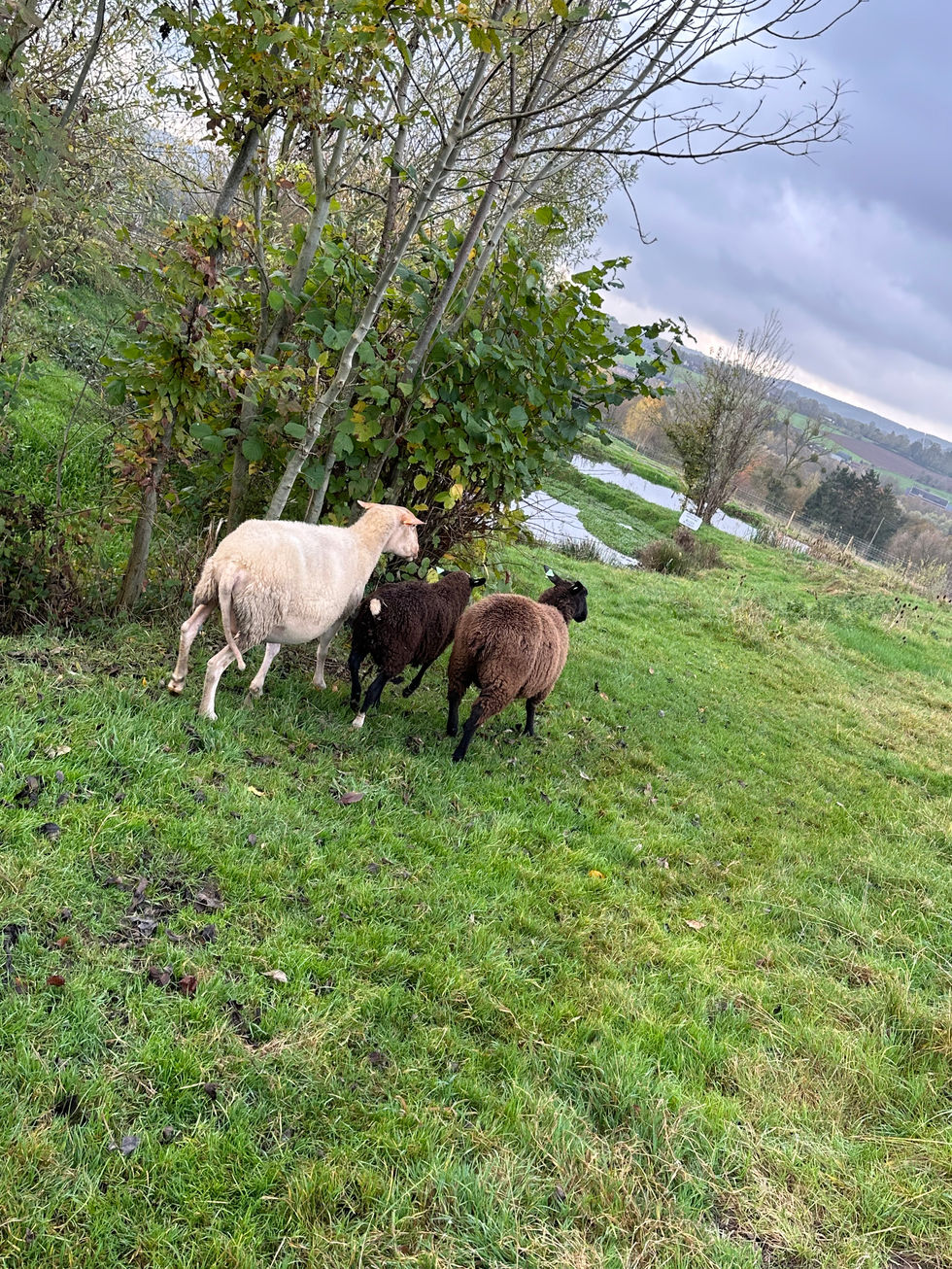 Photo 11-11-24 13 02 39