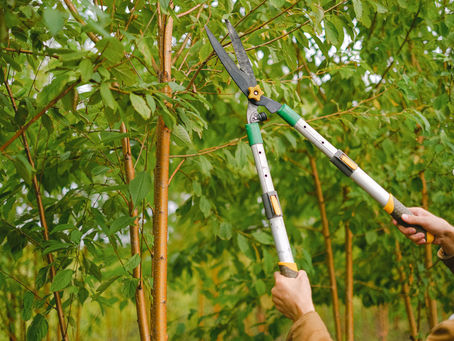 Tree trimming services St. Louis 12/22