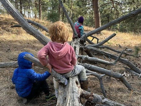 Kids at Nature School Climbing a Tree