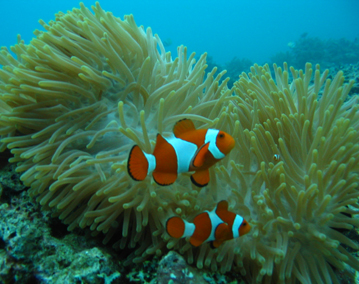 Best Reefs in at South Coast Lombok