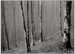 Ettore Perazzetta_Ultime foglie.jpg