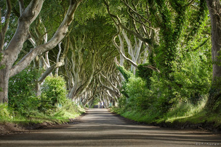 צפון אירלנד - עצים