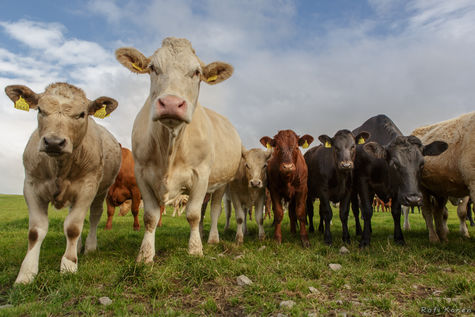 אירלנד - פרות