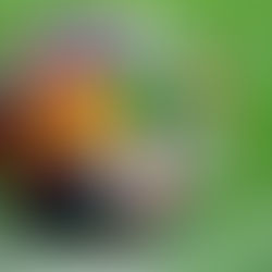 FIFA PASS and World Cup Travel to the U.S.: What Fans Need to Know Before Applying for a Visa