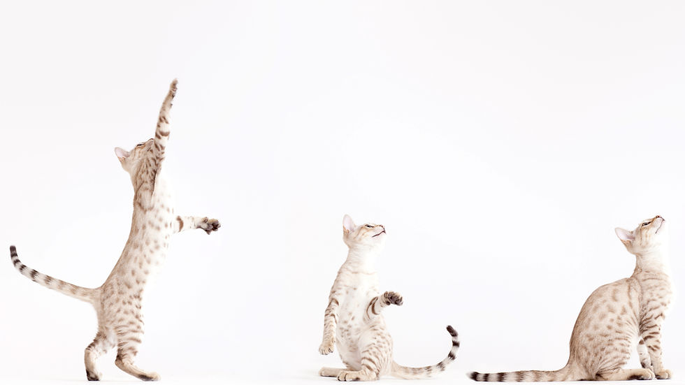 Three Cats Playing_edited_edited.jpg