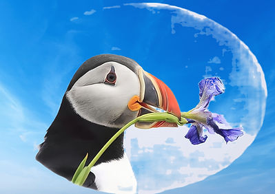 PB Bus Card LogoPuffin Oval (2)-gigapixe