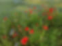 fiori.jpeg
