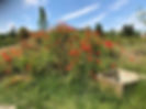 fiori 2.jpeg