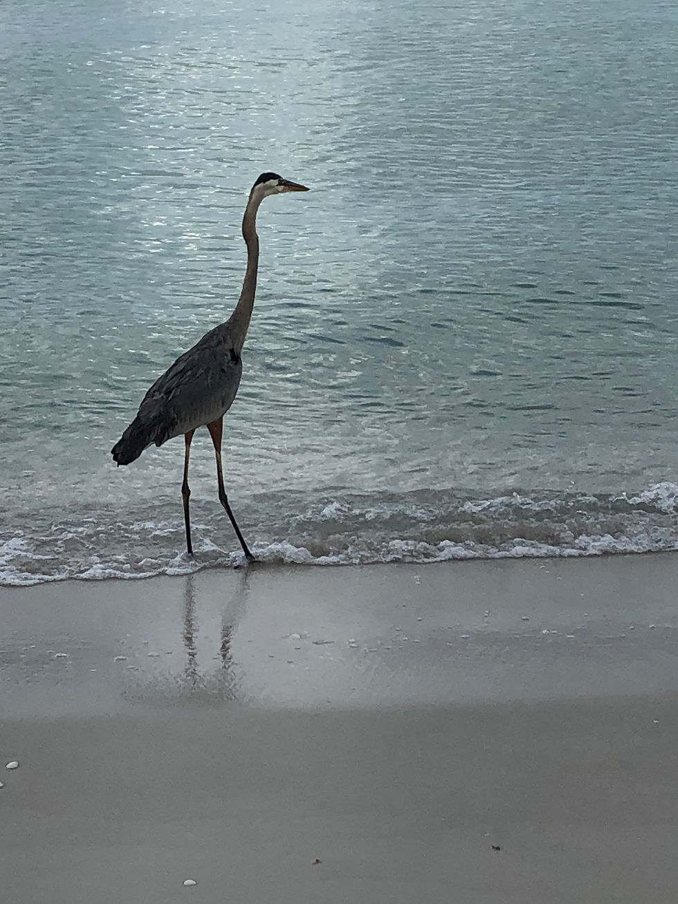 IMG_0382.jpeg