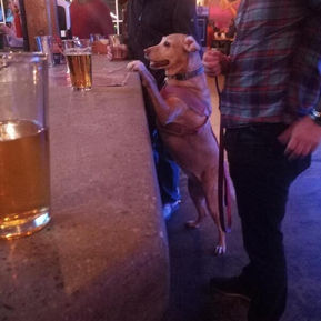 North Carolina Pub Moot