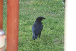IMG_4961