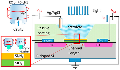 31 Bio-Phototransistors with Immobilized Photosynthetic Proteins.png