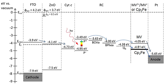 38 A ZnO nanowire bio-hybrid solar cell 2 (1).png