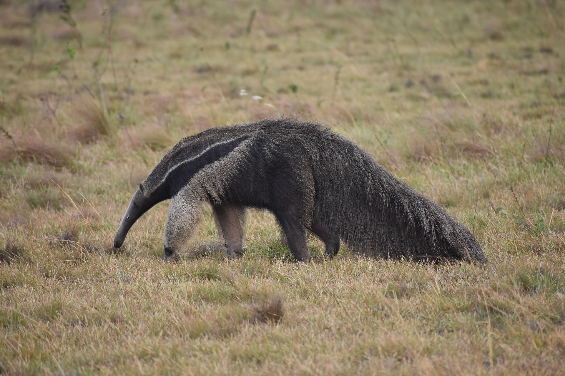 Giant anteater on the Llanos plains