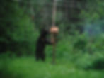 SlimJim the bear 2 2020