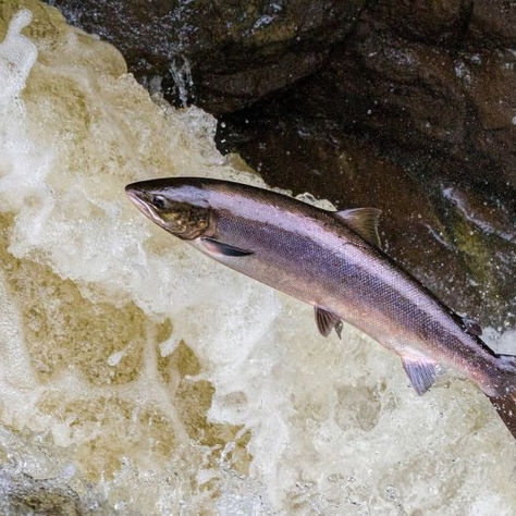 Tired of swimming upstream?