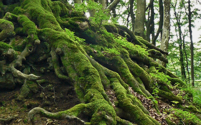 Racines d’un arbre, symbole de la Racinologie Holistique