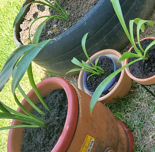 Design sem nome (41).png