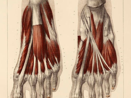Foundation First: The Feet