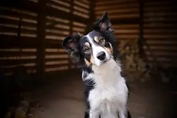 Farm Dogs