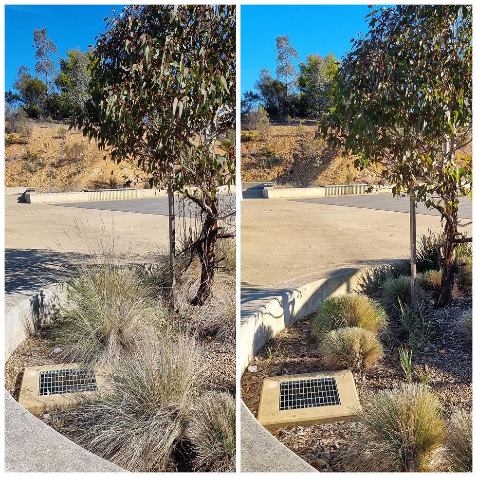 before and after of council garden maintenance