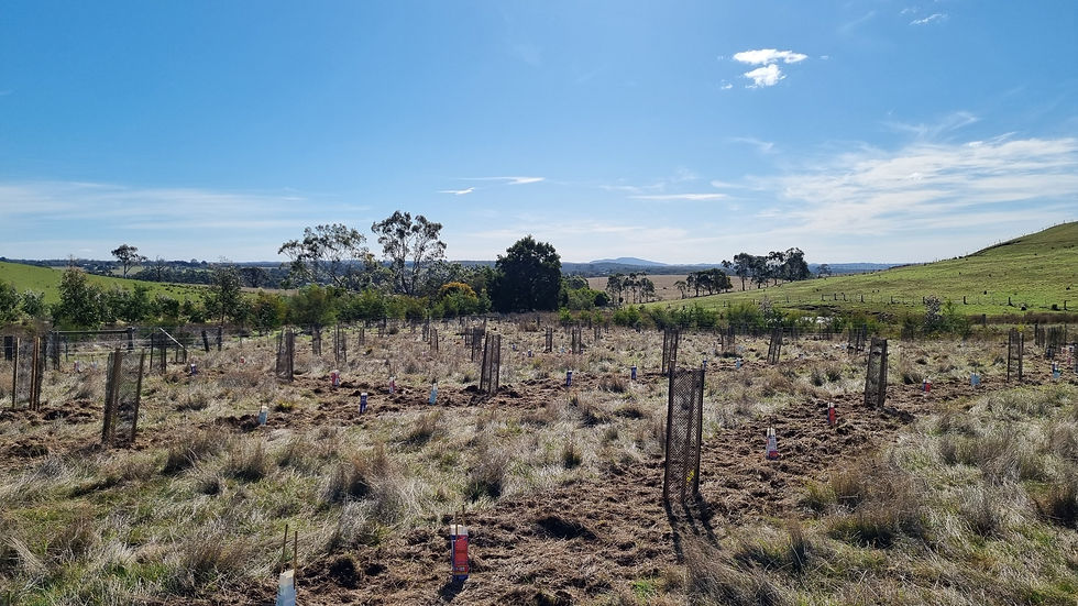 revegetation planting for the Lauriston Reservoir kangaroo guards and milk carton guards