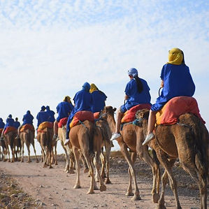 camel-ride-in-the-palmeraie-of-marrakech-4-scaled-pp2g3q0ihji3aibgdd9sa9s8s5tg33ezh1i1lo3b