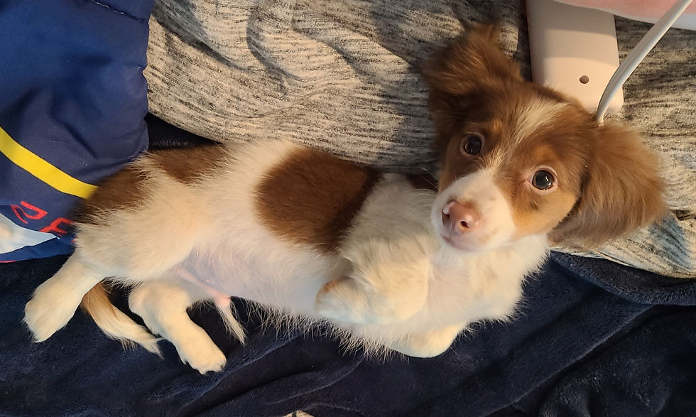 Sir Charlie as a baby