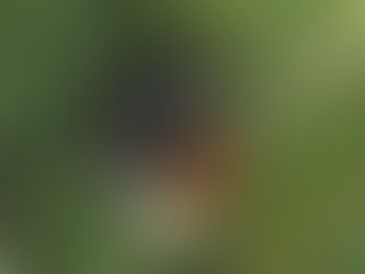 はたけの手仕事―実りを味わう編―(全3回)
