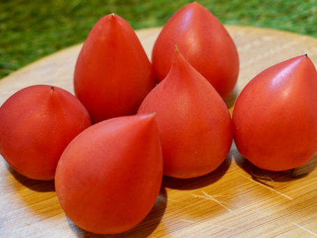 料理人もうなる美味しさ!トマト職人が作る「あわじ島グルメトマト」