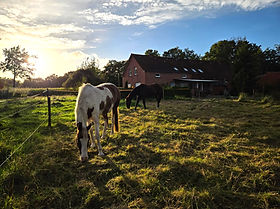paarden in de wei en de boerderij