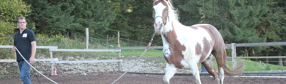 moeilijk paard, natural horsemanship cursus gelderland, natural horsemanship lessen gelderland, paardenfluisteraar