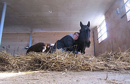 natural horsemanship cursus, natural horsemanship gelderland, cursus natural horsemanship, natural horsemanship lessen, paardrijden kinderen gelderland