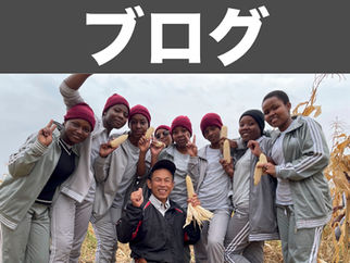 秀明インターナショナルの酒井さんが、さくらに滞在!生徒たちと一緒に、とうもろこしを収穫