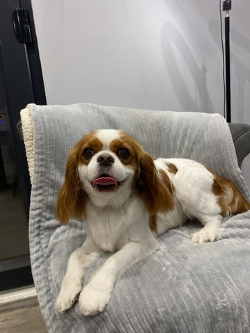 Chloe.jpg