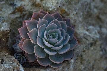 succulent.jpg
