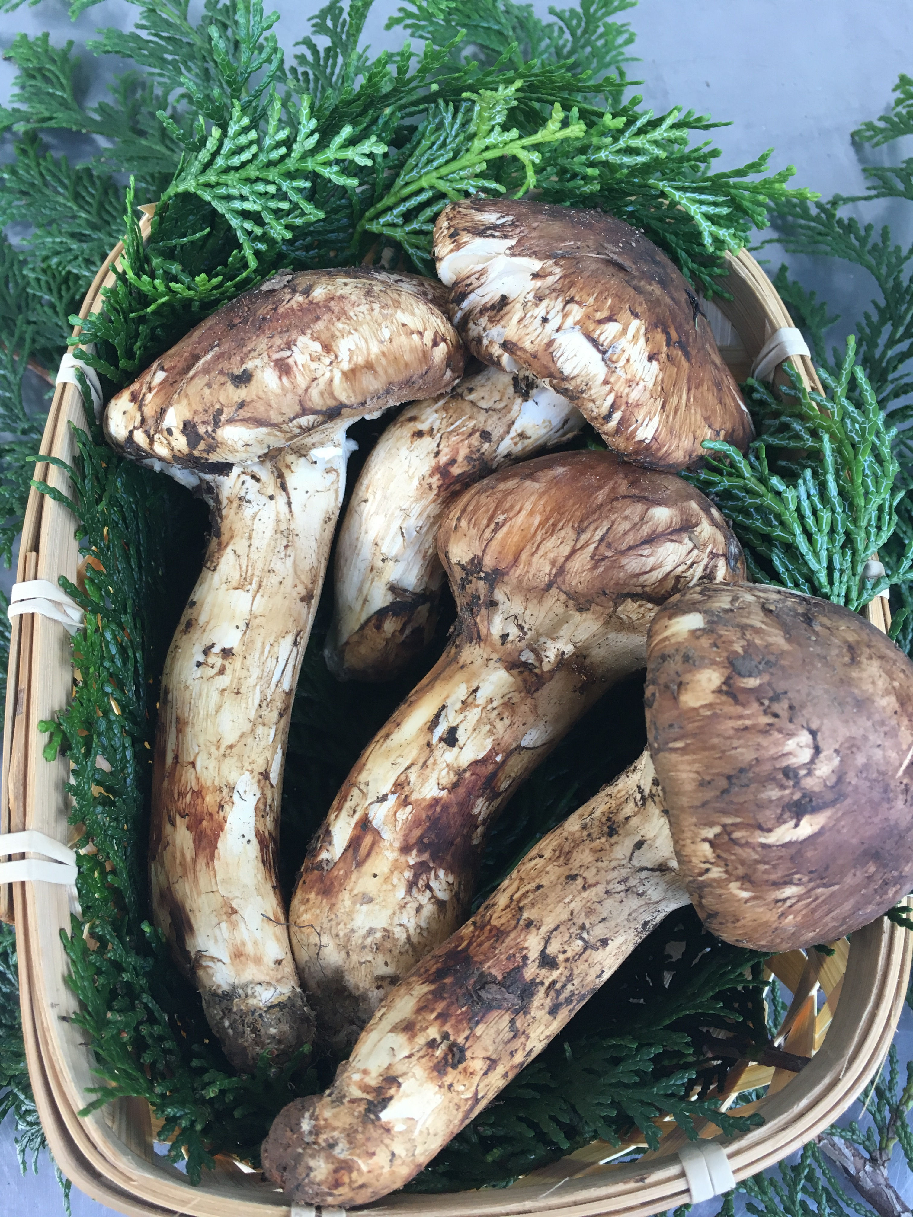 松茸（蕾＆開きセット）１万円コース